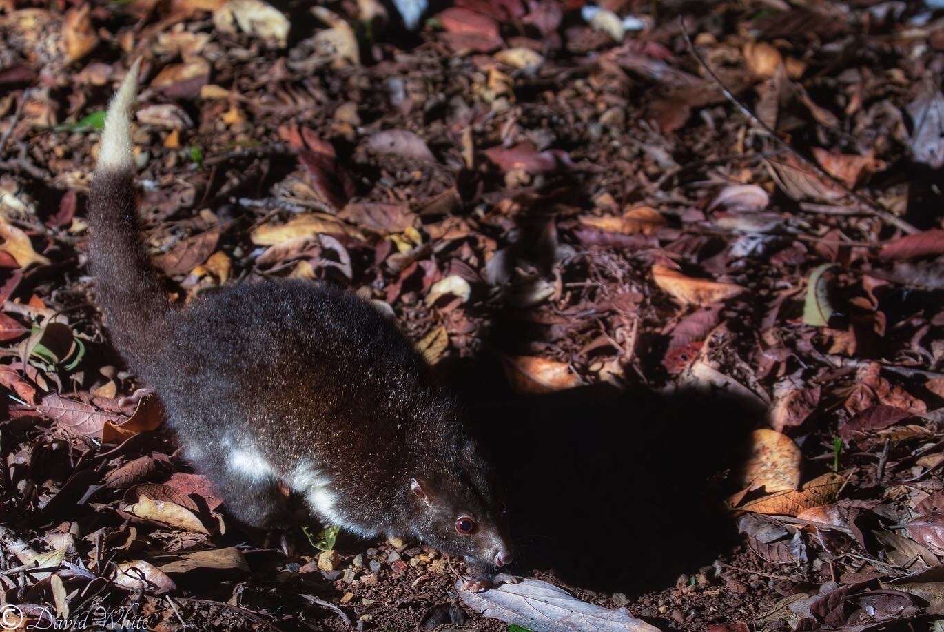 Image of Herbert River Ringtail Possum