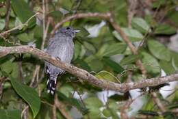 Image of Sooretama Slaty Antshrike