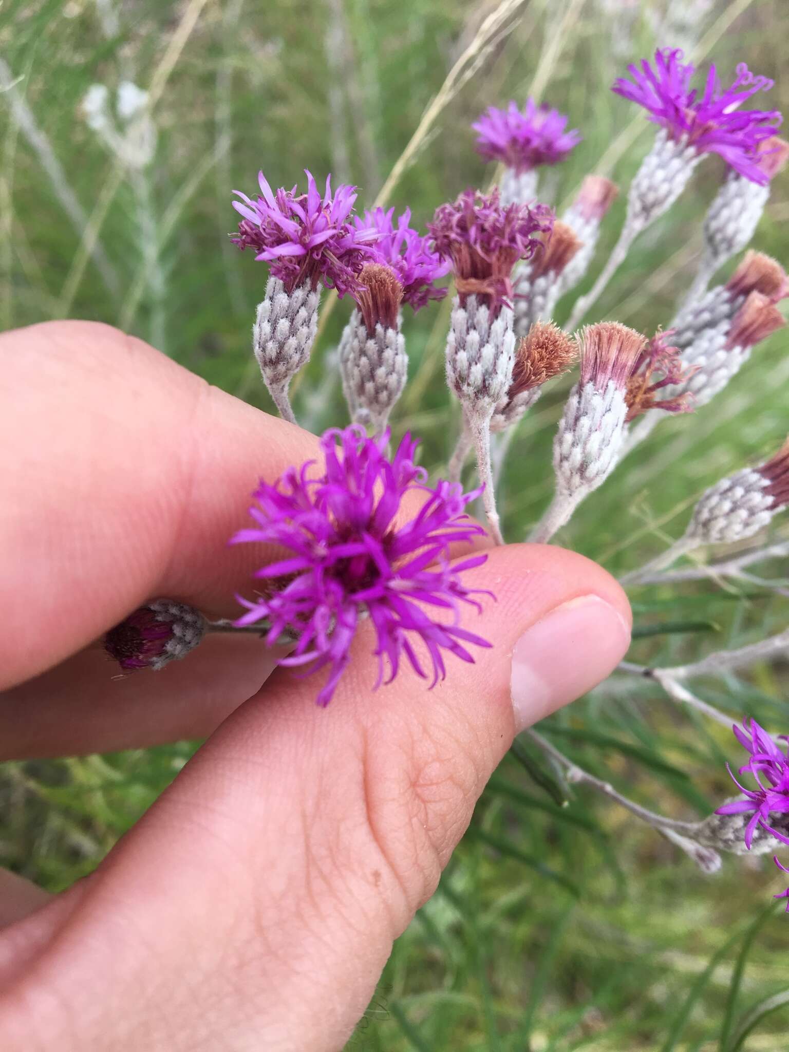 Image of woolly ironweed