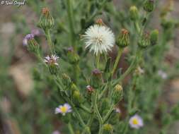 Plancia ëd Lachnophyllum noeanum Boiss.