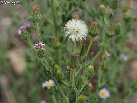 Plancia ëd Lachnophyllum