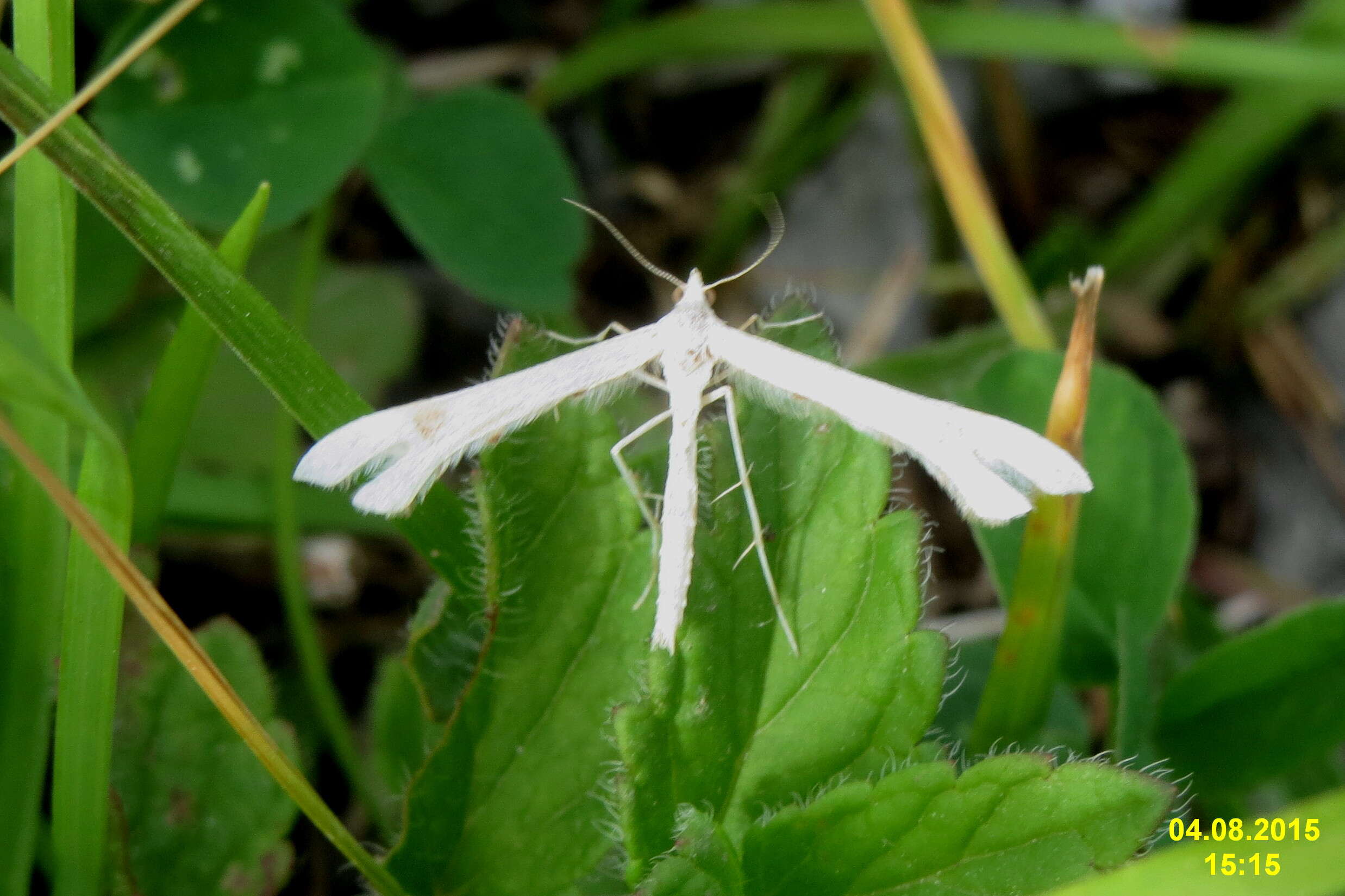 Image of Platyptilia nemoralis Zeller 1841