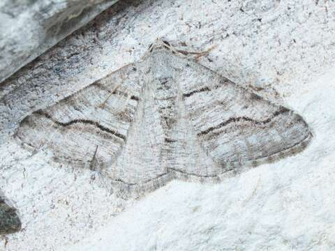 Image of <i>Digrammia pallorata</i> Ferguson (2008)