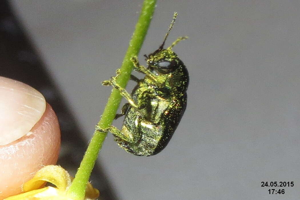 Image of Chrysolina