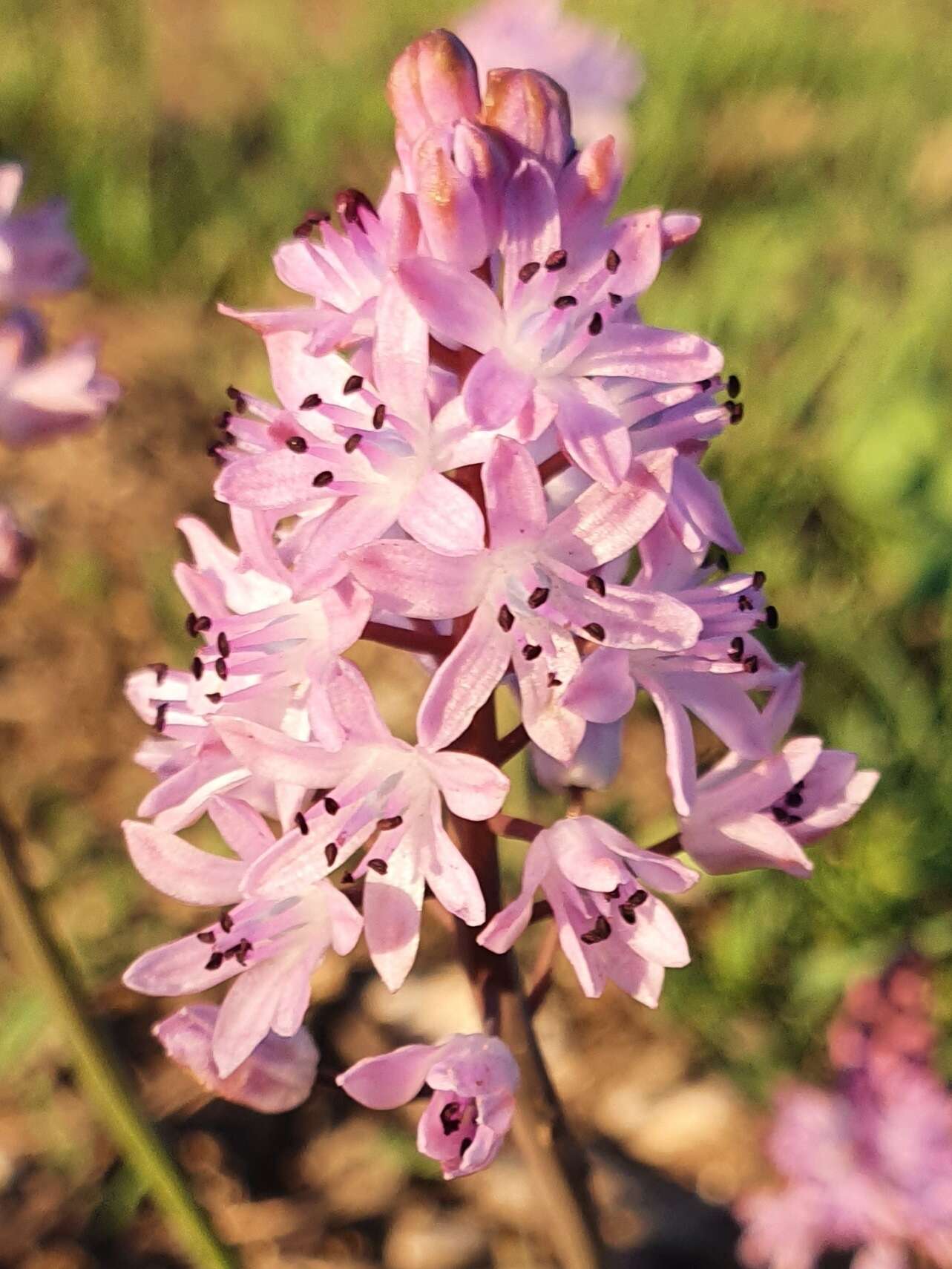 Слика од Prospero obtusifolium (Poir.) Speta