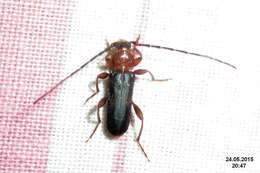 Image of Long-horned beetle