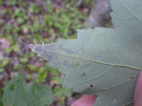 Image of Maple Leafblotch Miner