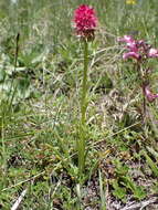 Слика од Gymnadenia corneliana (Beauverd) Teppner & E. Klein