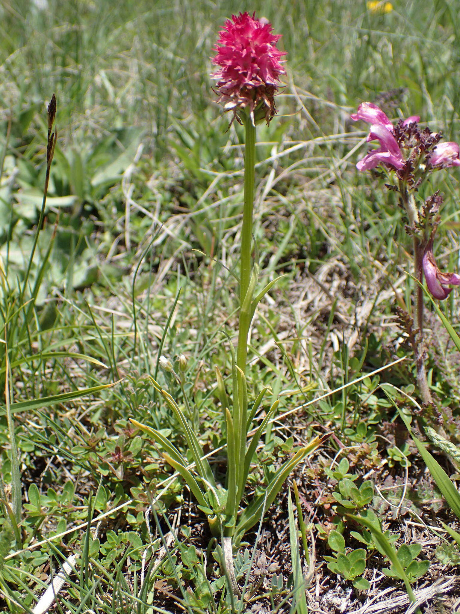 Слика од Gymnadenia corneliana (Beauverd) Teppner & E. Klein