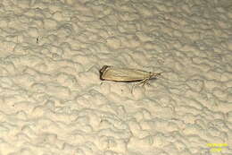 صورة Agriphila straminella