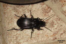 Image of Carabidae