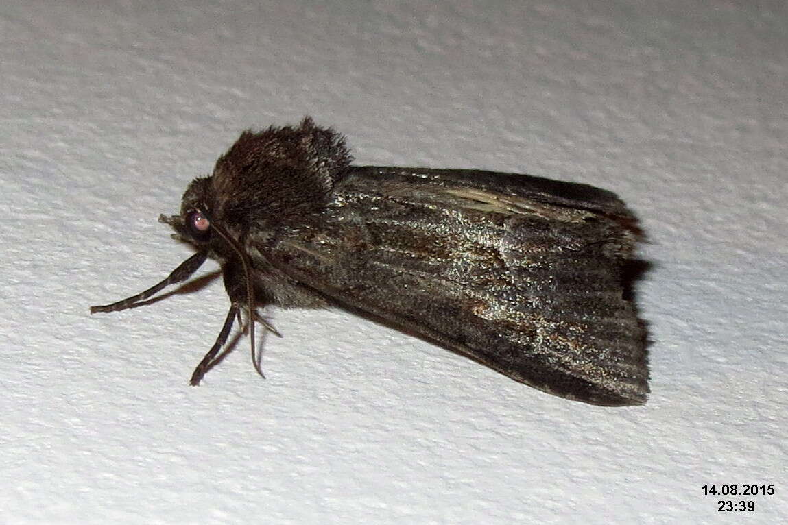 Image of straw underwing