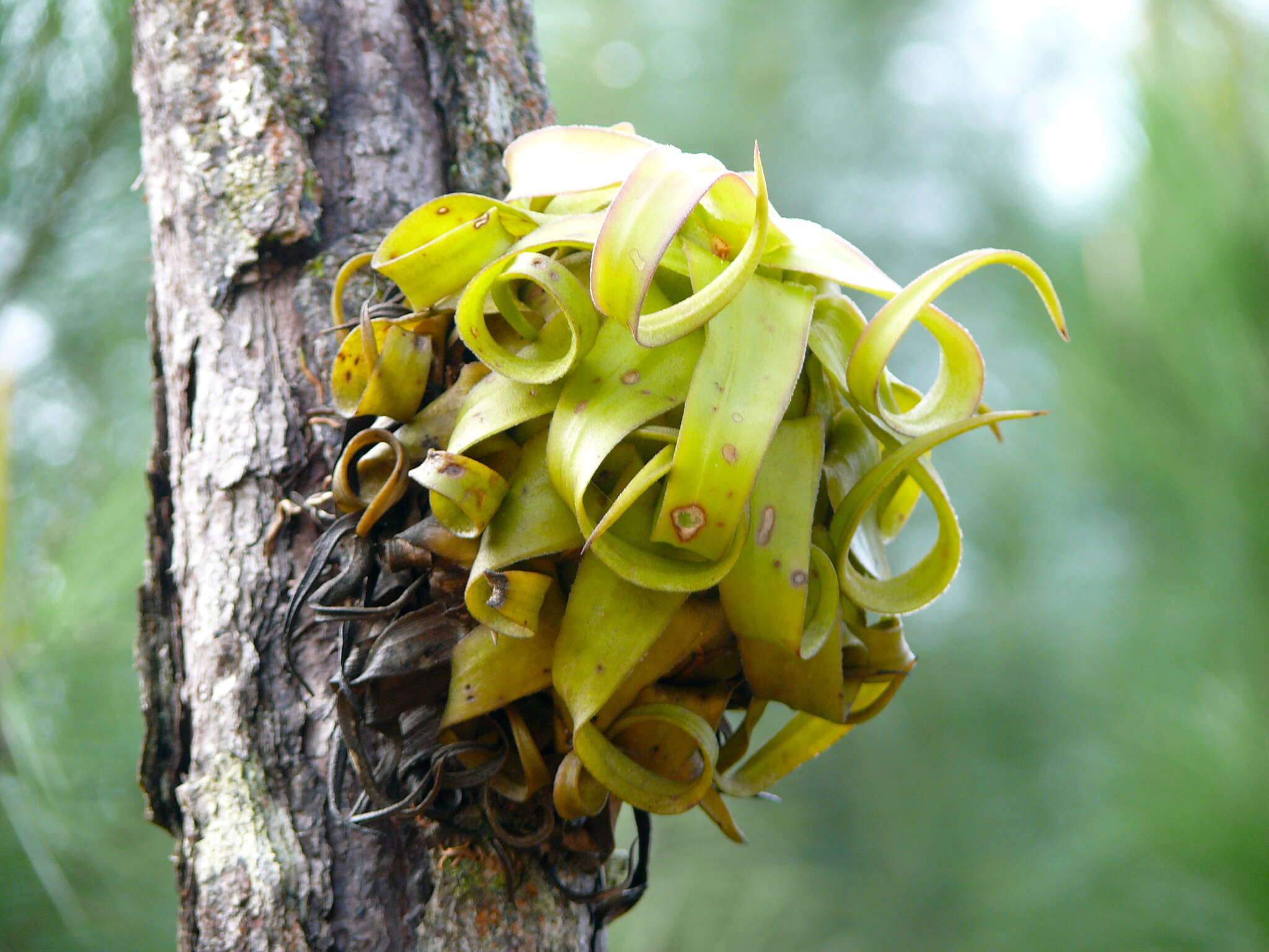 Image of Tillandsia streptophylla Scheidw.