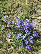 Image of Sisyrinchium ensigerum E. P. Bicknell