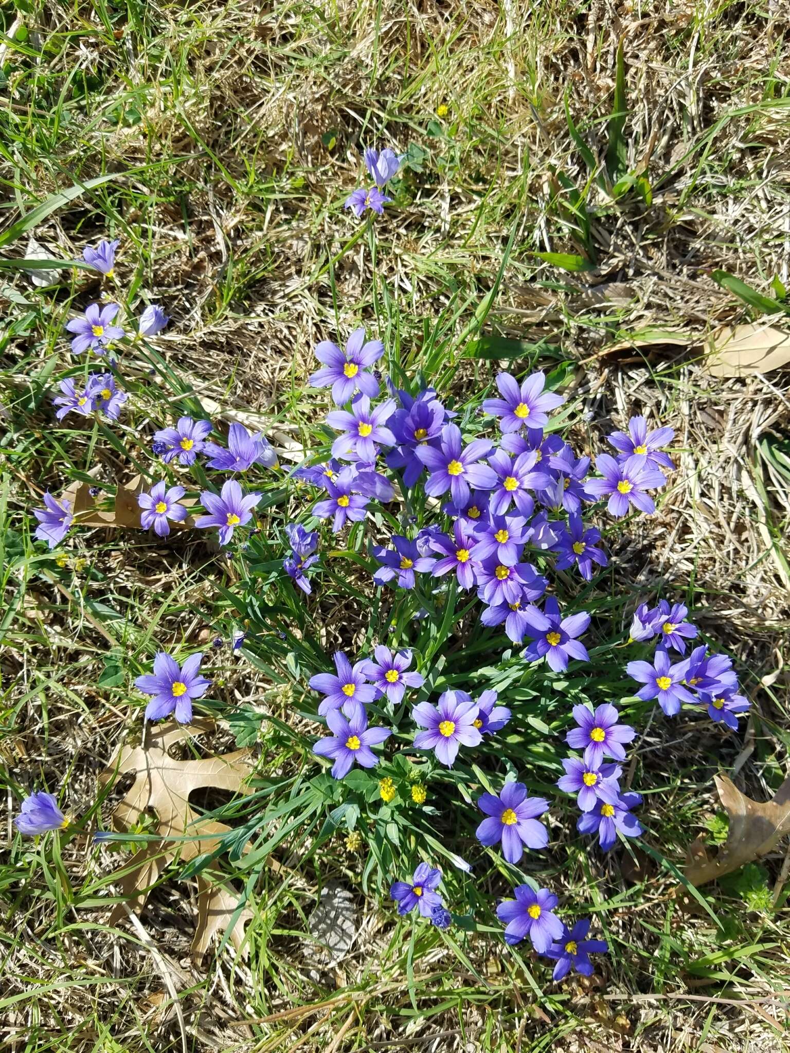 Sisyrinchium ensigerum E. P. Bicknell的圖片