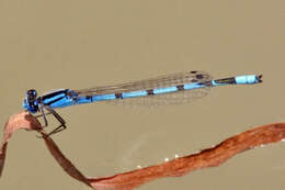 Image of Familiar Bluet