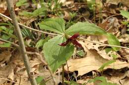 Image of red trillium