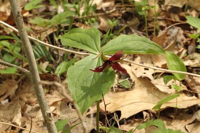 Image of red trillium