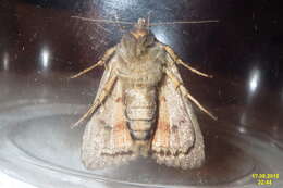 Image of copper underwing