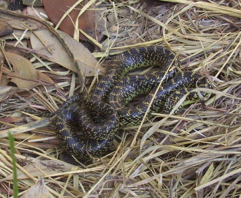 Sivun Lampropeltis holbrooki Stejneger 1902 kuva