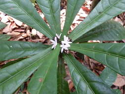 Image de Coffea humilis A. Chev.