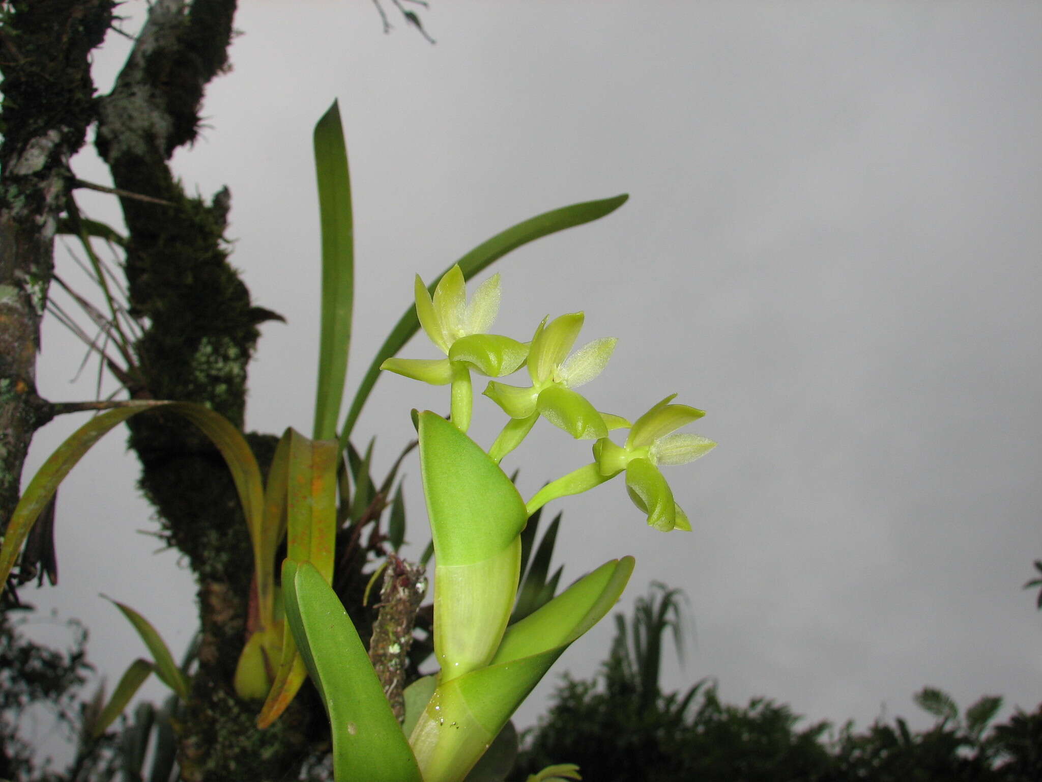 Image of Epidendrum hunterianum Schltr.