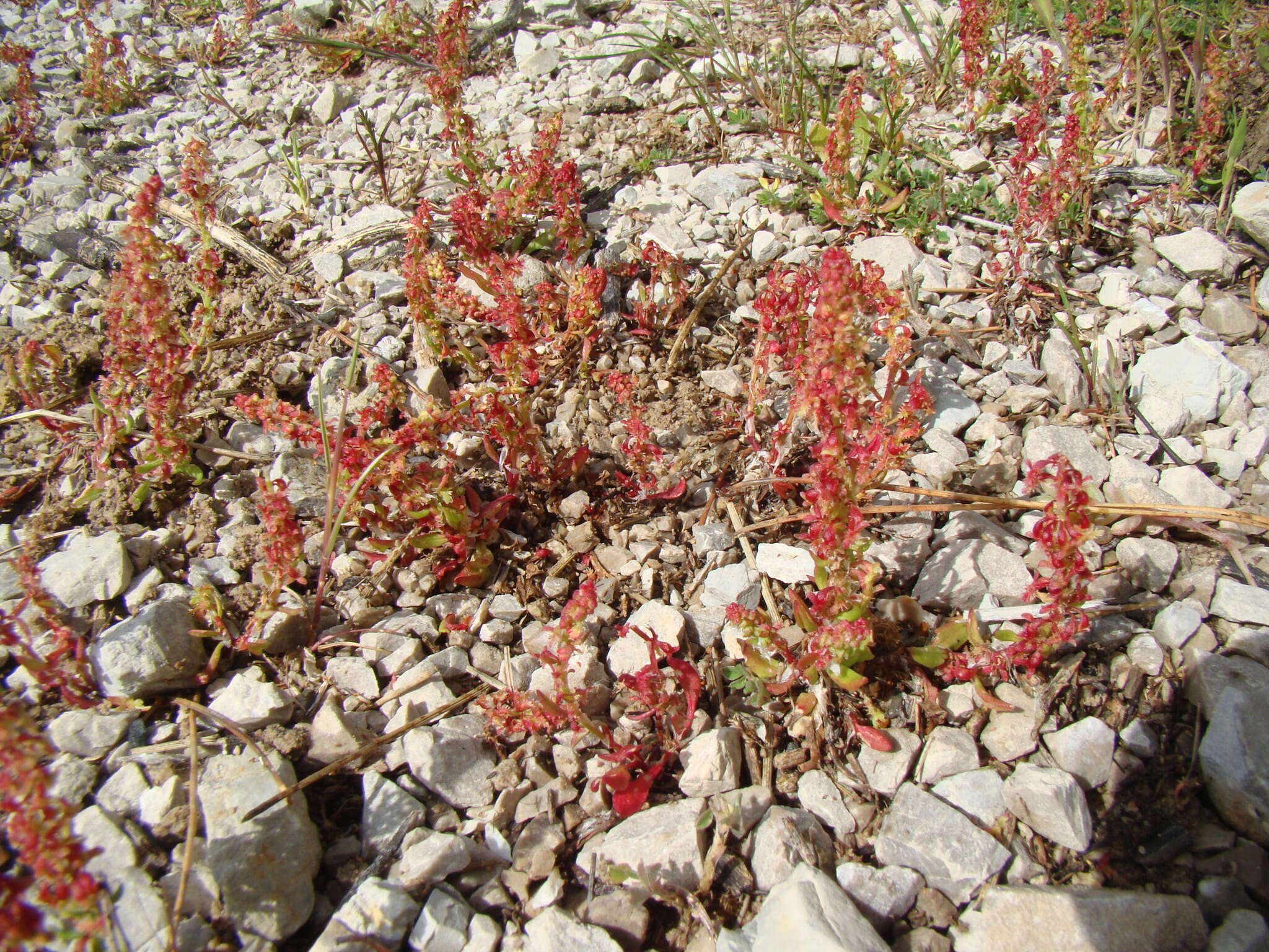 Plancia ëd Rumex bucephalophorus L.