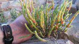 Image of Salicornia littorea (Moss) Piirainen & G. Kadereit