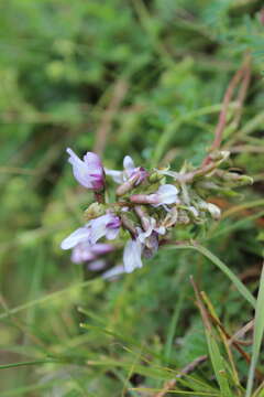 Image of Astragalus tolucanus B. L. Rob. & Seaton