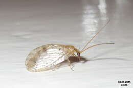 Image of brown lacewings