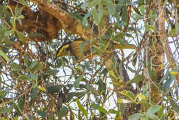 Image of Mangrove Honeyeater