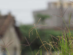 Image of African Bermudagrass