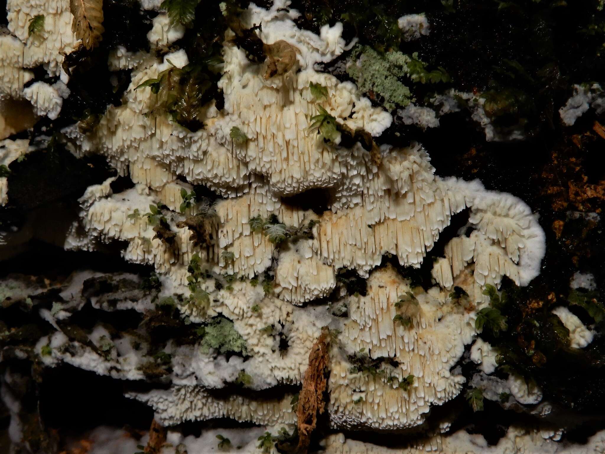 Image of Amylocorticiellum oblongisporum (G. Cunn.) Gorjón, Gresl. & Rajchenb. 2011