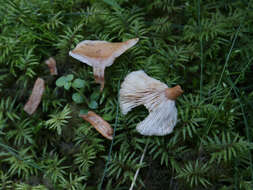 Image of Birch Milkcap