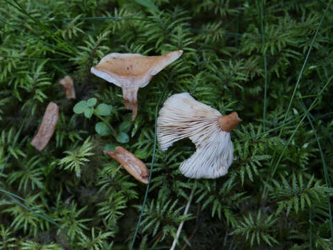 Image of Birch Milkcap