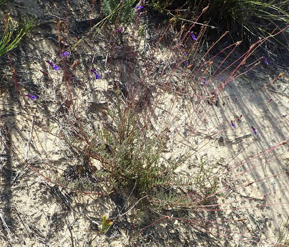 Слика од Lobelia chamaepitys var. chamaepitys