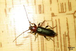 Image of Long-horned beetle