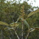 Image of Gmelina neocaledonica S. Moore