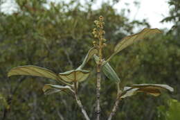 Image of Gmelina neocaledonica S. Moore