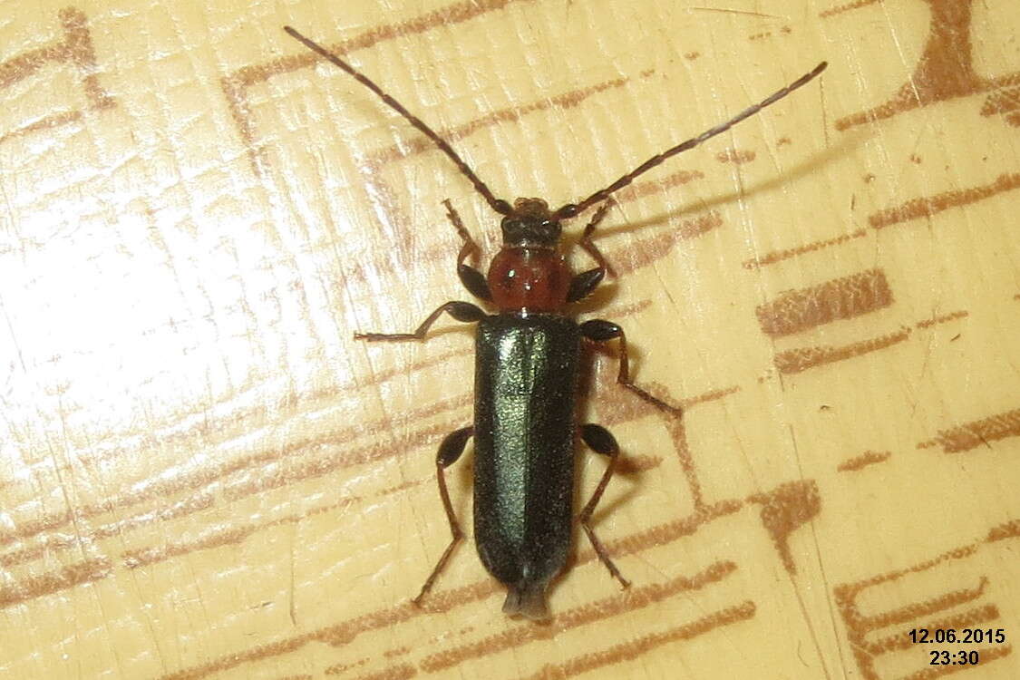 Image of Long-horned beetle