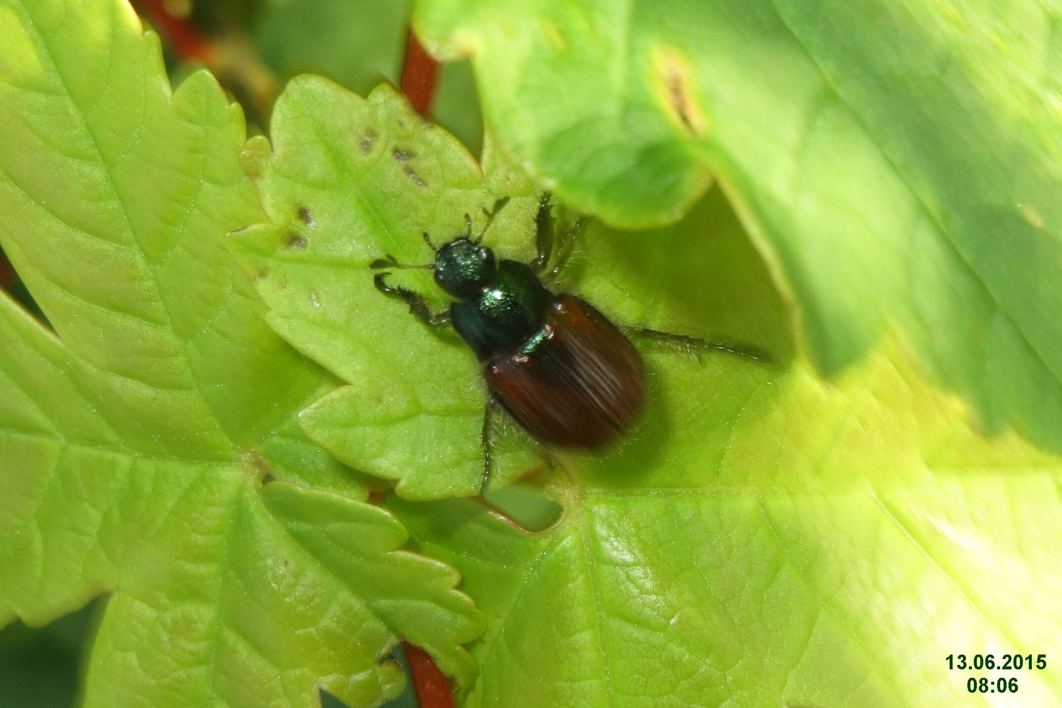 Image of Phyllopertha