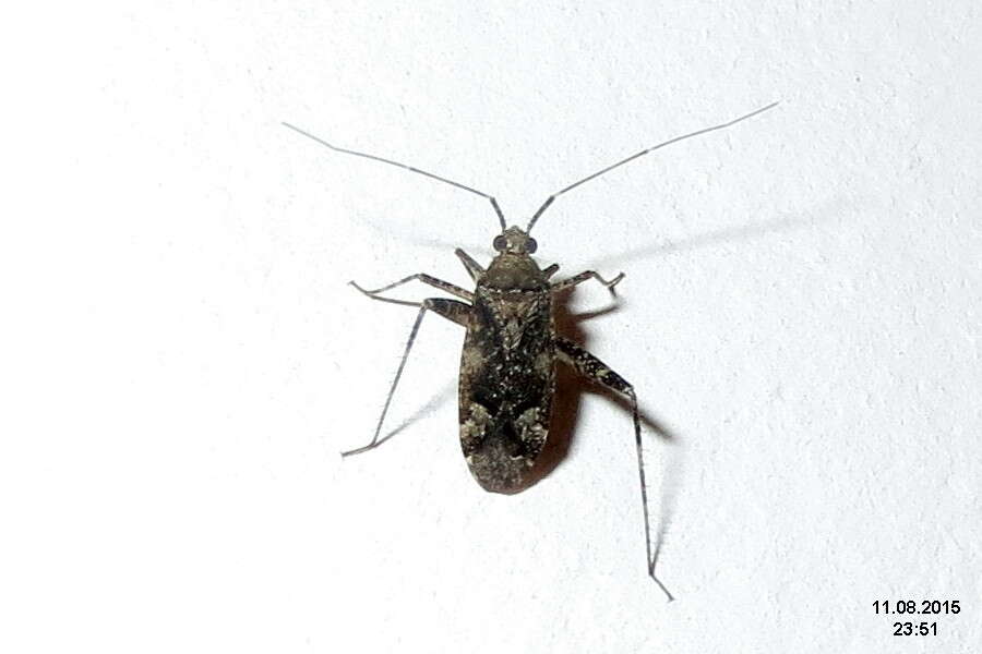 Image of Phytocoris