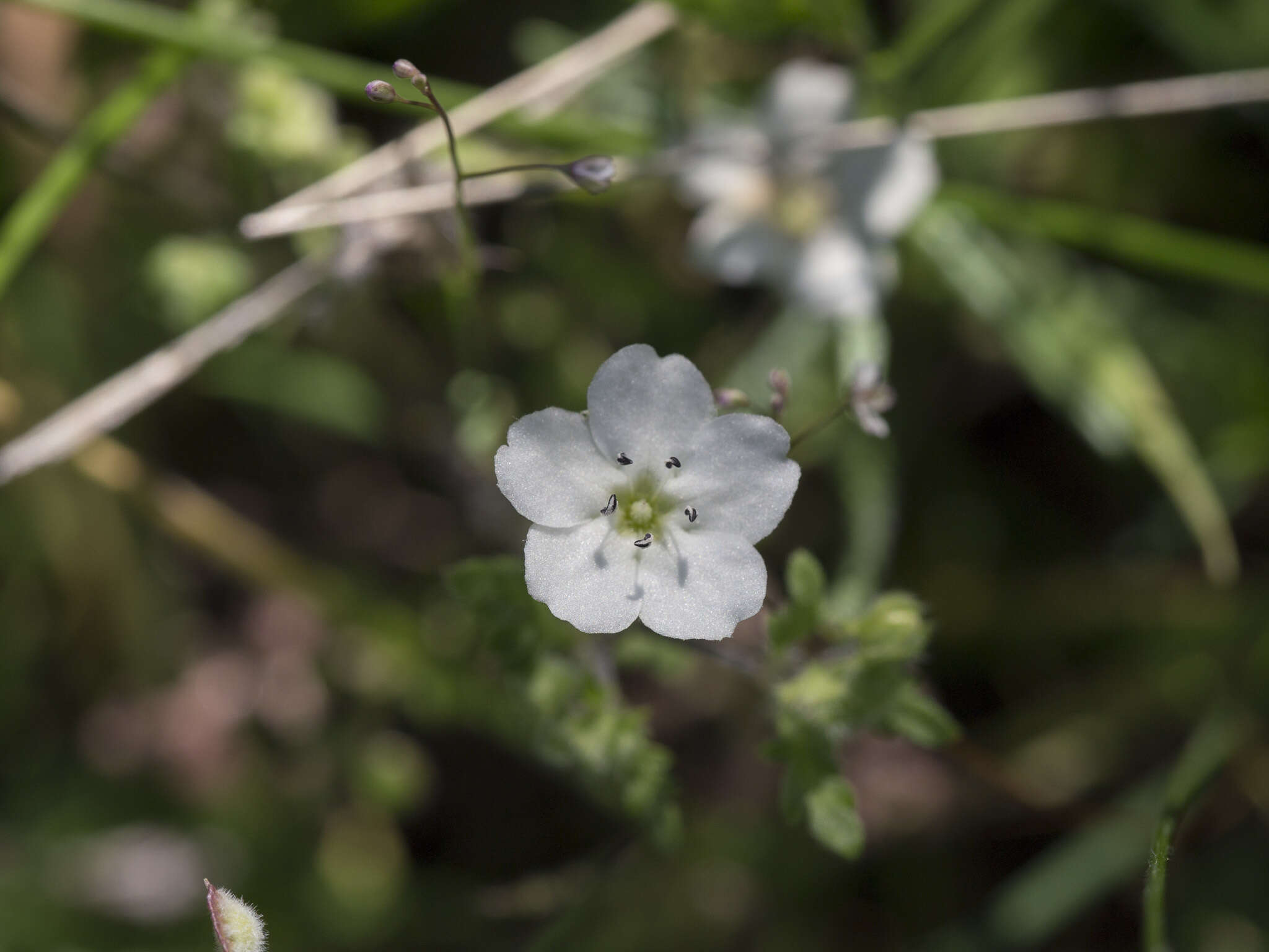 Imagem de Nemophila pedunculata Dougl. ex Benth.