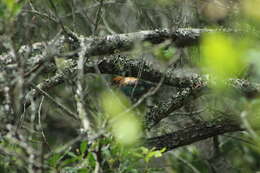 Image of Chestnut-backed Tanager