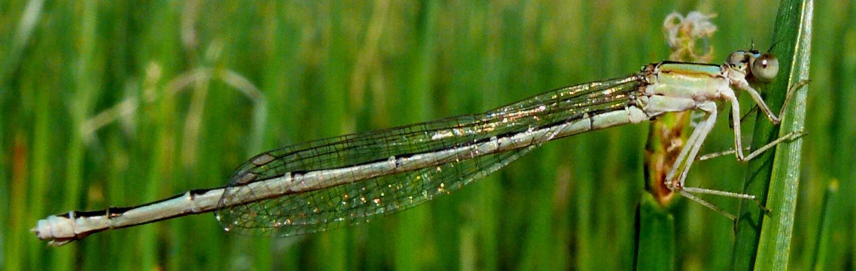 Image of Vesper Bluet