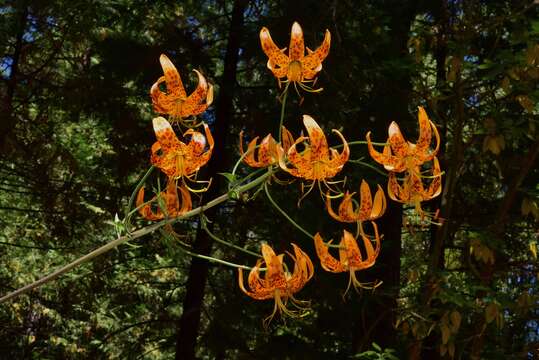 Слика од Lilium humboldtii subsp. humboldtii