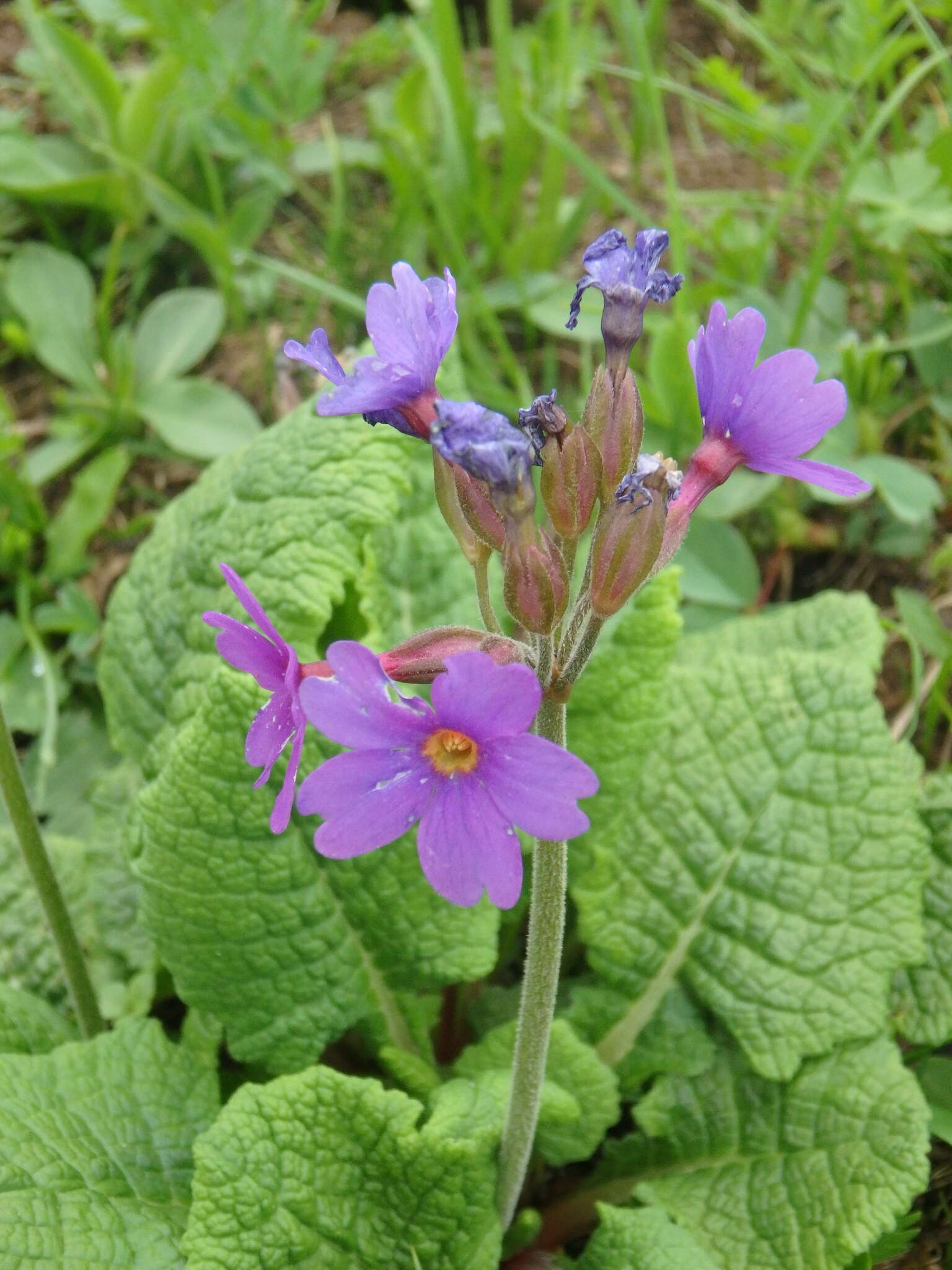 Image of Primula amoena M. Bieb.