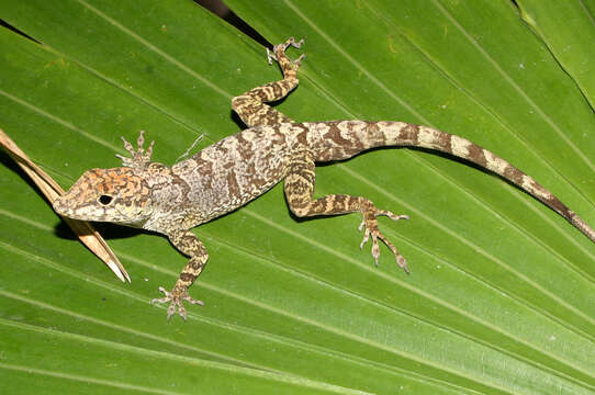 Image de Anolis scriptus Garman 1887