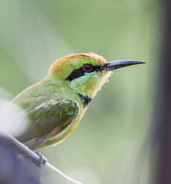 Image of African Green Bee-eater