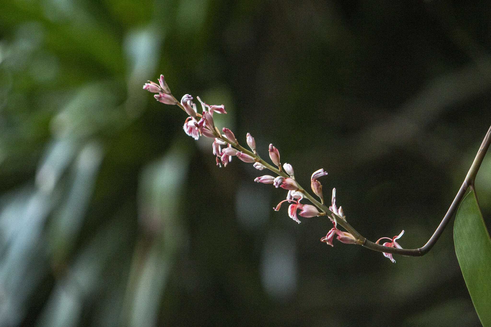 Alpinia calcicola Q. B. Nguyen & M. F. Newman的圖片